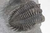 Coltraneia Trilobite Fossil - Huge Faceted Eyes #208933-2